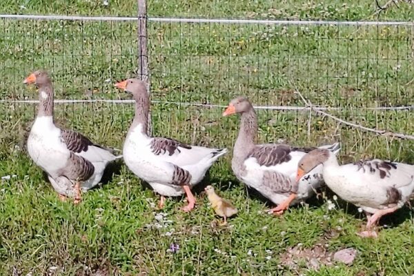 © Kungabacka Kotieläinpiha