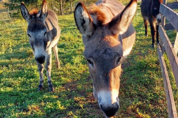 Aasi/Åsna © Kungabacka Kotieläinpiha