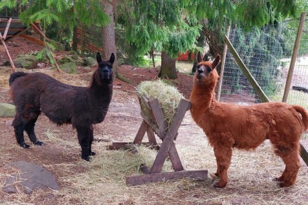 © Kungabacka Kotieläinpiha