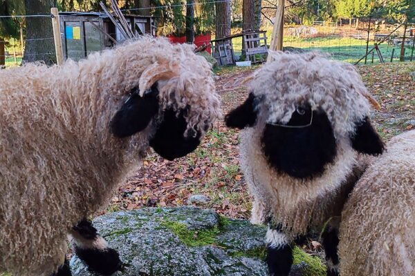 © Kungabacka Kotieläinpiha