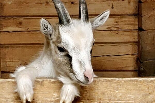 Vuohi/Get © Kungabacka Kotieläinpiha