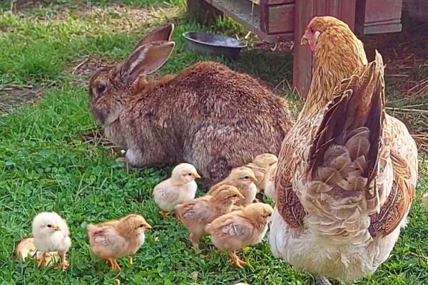 © Kungabacka Kotieläinpiha