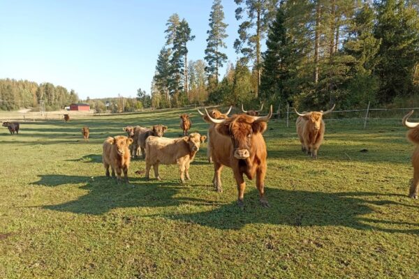 Lehmä/ko © Kungabacka Kotieläinpiha