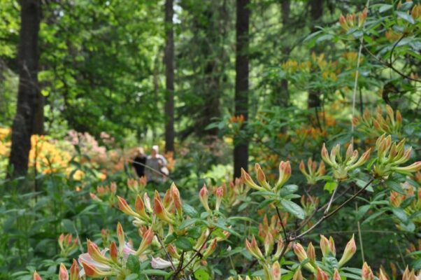 Aboretum/©Jukka Reinikainen/ visit Kouvola